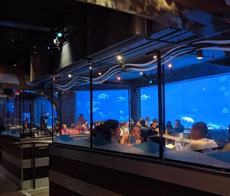 Discover the Underwater Kingdom: Sharks and Delicious Cuisine at the Grill